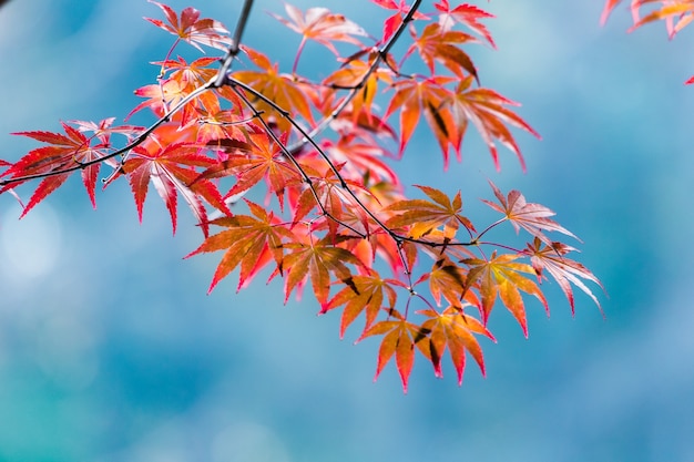 Folha de maple amarelo