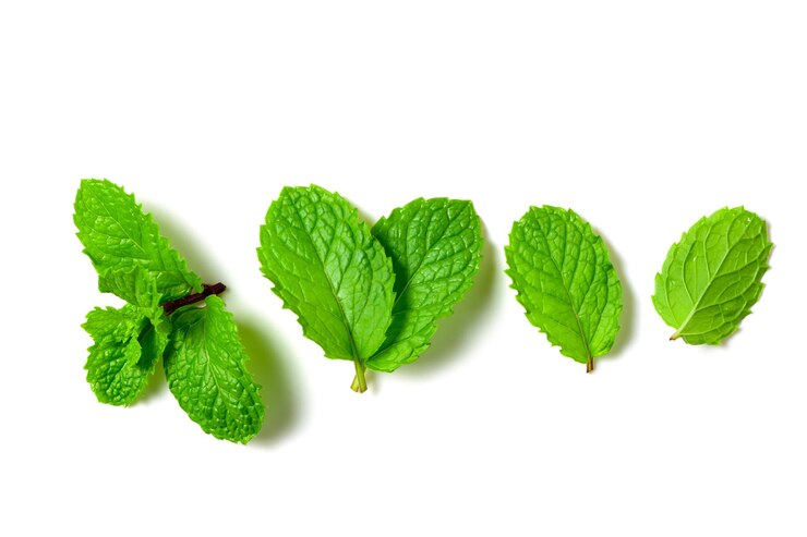 Foto folha de menta fresca em fundo branco folhas de menta erva isolada e medicina