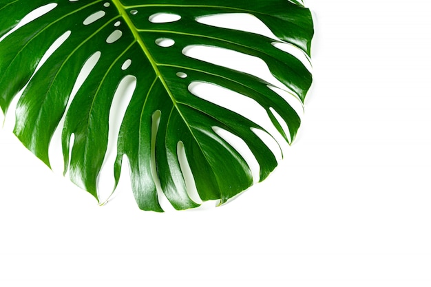 Folha de monstera brilhante