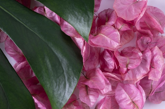 Folha de Monstera com fundo de fundo de mármore de flores secas rosa para cosméticos de produtos ecológicos