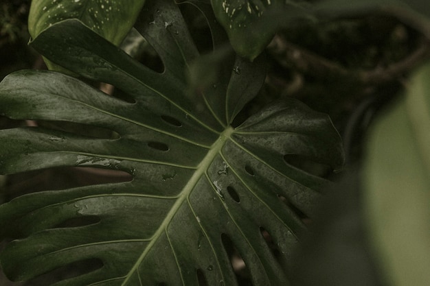 Folha de Monstera com gotas de água