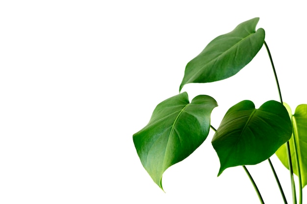 Foto folha de monstera deliciosa ou planta de queijo suíço em pote de folhas tropicais de fundo