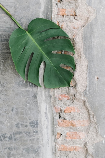 Folha de Monstera em uma parede de tijolos