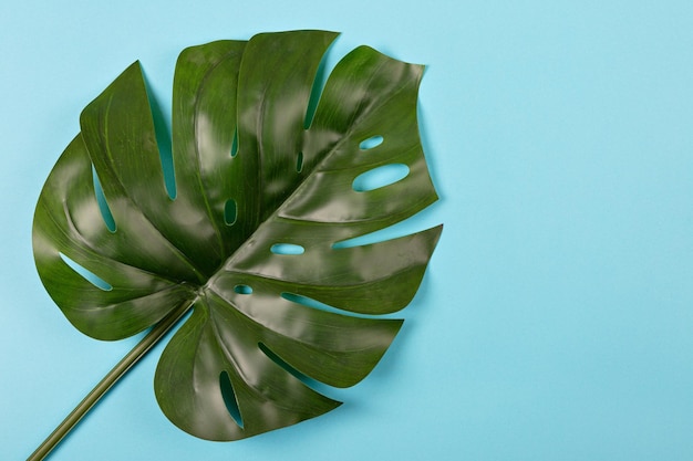 Folha de Monstera isolada de um lado sobre fundo azul.