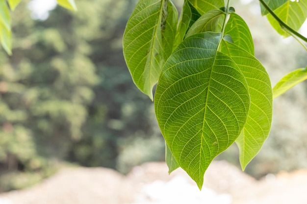 Folha de nogueira com veias visíveis e árvores fora de foco no fundo