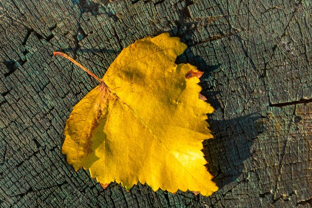 Folha de outono amarela em uma mesa de madeira. Textura de fundo com uma velha mesa de madeira e uma folha amarela de outono.