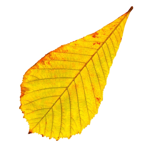 Folha de outono castanha isolada no fundo branco