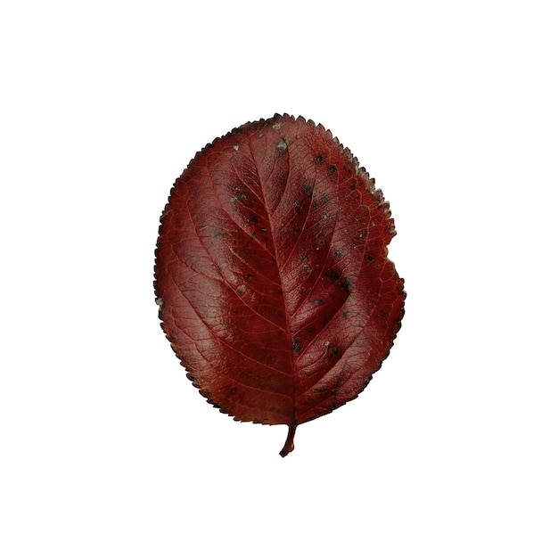 Folha de outono colorida bonita isolada no fundo branco Folha de Chokeberry vermelho escuro