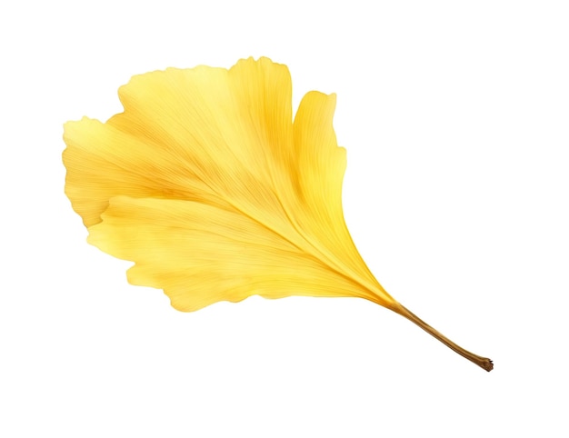Folha de outono de árvore de gingko amarelo isolada em fundo branco Ilustração realista de IA generativa