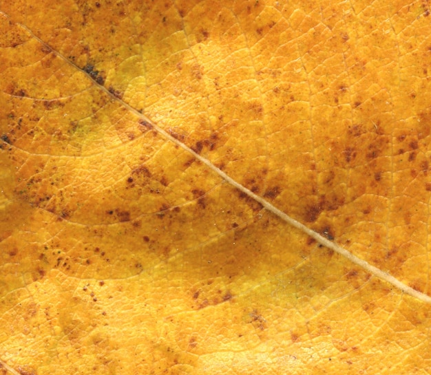 Folha de outono de fundo de textura Textura de folhagem de outono