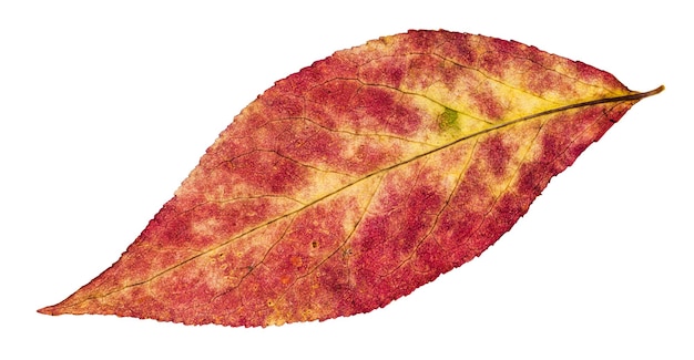 Folha de outono de salgueiro isolada em branco