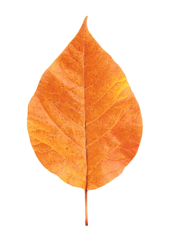 Foto folha de outono png adesivo planta de laranja em fundo transparente