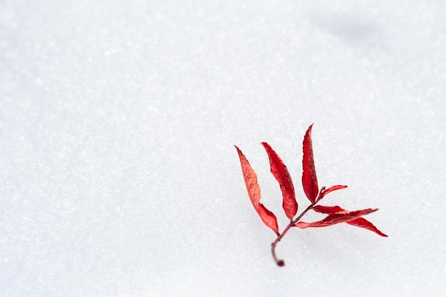 Folha de outono vermelha na neve. Imagem macro. Fundo de inverno lindo.