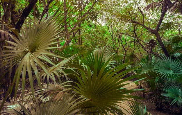 Folha de palmeira iluminada por um raio de sol no coração da floresta no coração da floresta