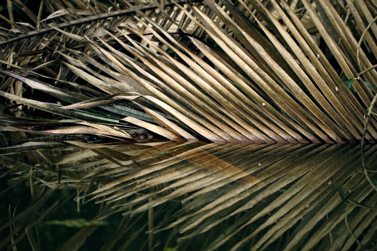 Foto folha de palmeira na lagoa