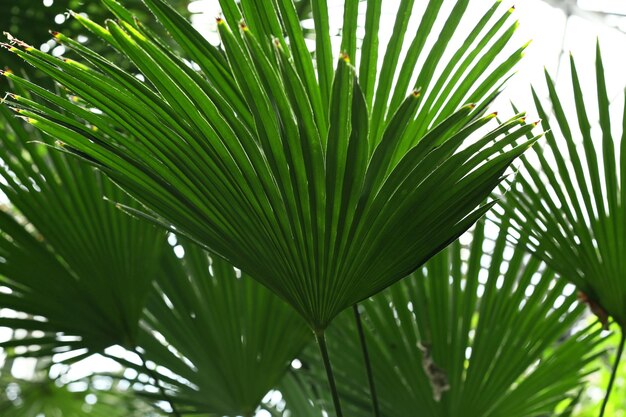 Folha de palmeira no jardim botânico