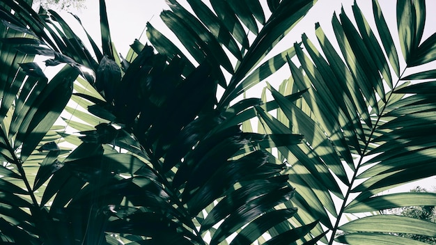 Foto folha de palmeira tropical e fundo brilhante do céu