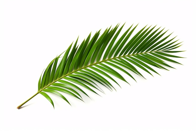 Folha de palmeira tropical em branco