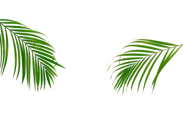 Folha de palmeira tropical em fundo branco