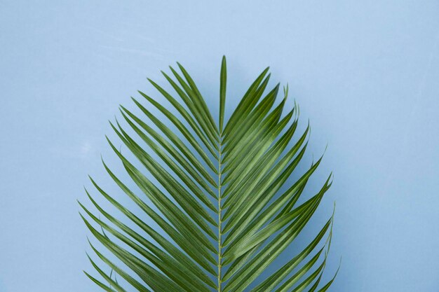 Folha de palmeira tropical em um fundo azul pastel