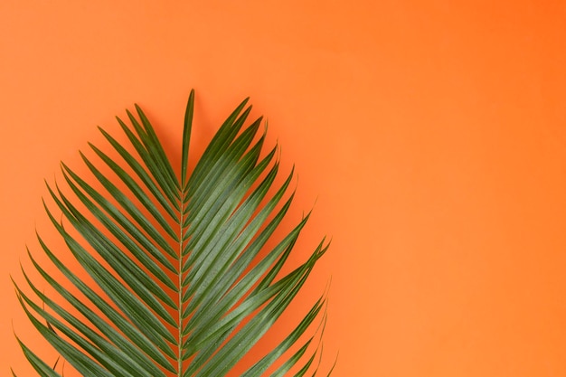 Folha de palmeira tropical em um fundo laranja de verão