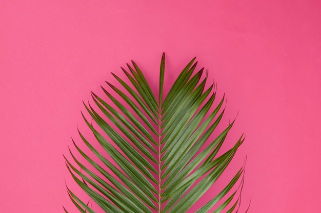 Folha de palmeira tropical em um fundo rosa pastel na moda