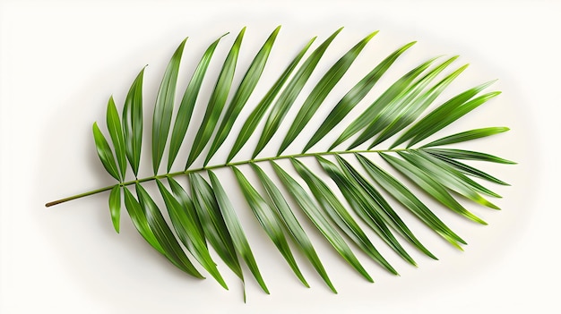 Foto folha de palmeira tropical isolada em fundo branco com folhas longas e finas e cor verde vibrante para