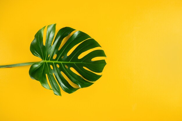 Folha de palmeira tropical natural em fundo mínimo amarelo vibrante com espaço vazio