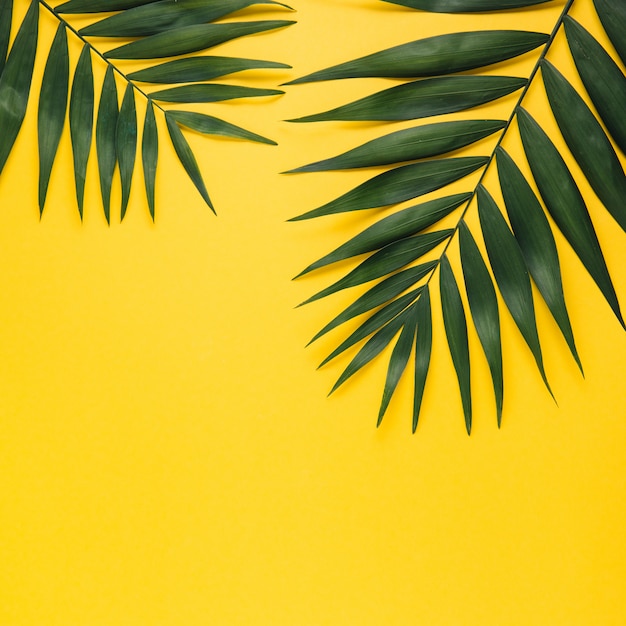 Folha de palmeira tropical no fundo amarelo. Conceito de verão. Flat lay, vista de cima, copie o espaço