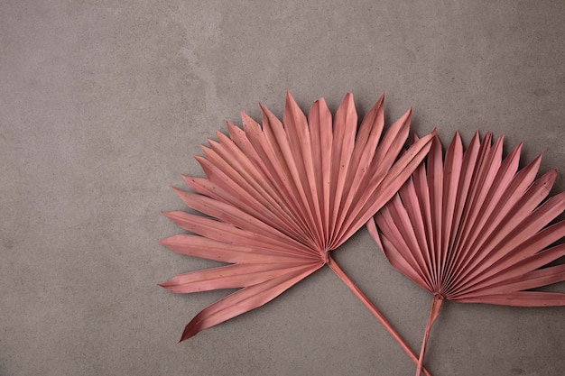 Folha de palmeira tropical rosa seca estilo boho decoração na moda em um fundo de concreto