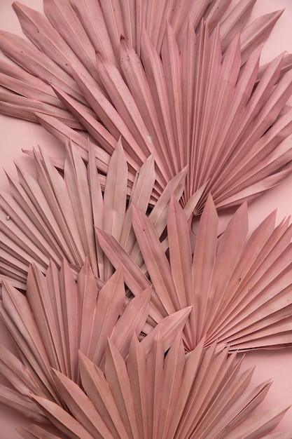 Folha de palmeira tropical rosa seca estilo boho decoração na moda em um fundo rosa pastel