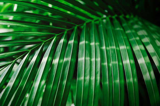Folha de palmeira tropical verde com fundo de luz solar