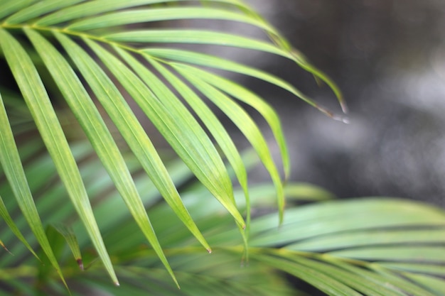 Folha de palmeira tropical verde com sombra na parede branca
