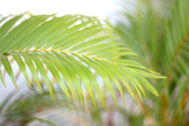 Folha de palmeira tropical verde com sombra na parede branca