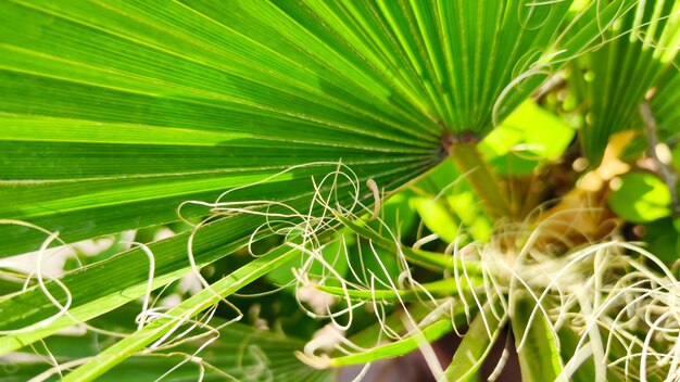 Folha de palmeira tropical verde em close-up