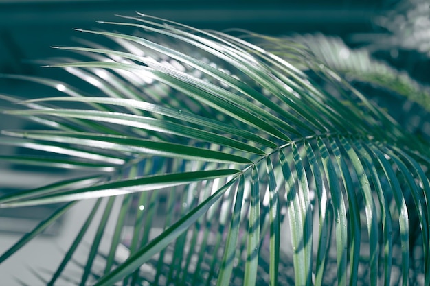 Folha de palmeira tropical verde escura em um fundo escuro Modelo para texto