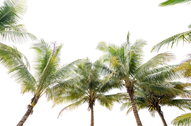 Folha de palmeira tropical verde folhas de palmeira de coco fresco tropical quadro isolado no fundo branco.