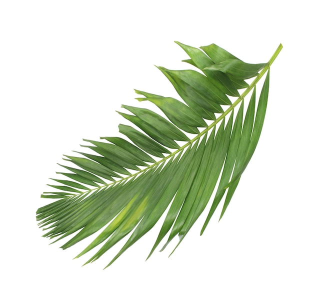 Folha de palmeira verde de folha tropical folhas florais ramos de árvore isoladas em branco