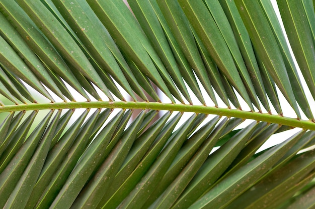 Folha de palmeira verde exuberante