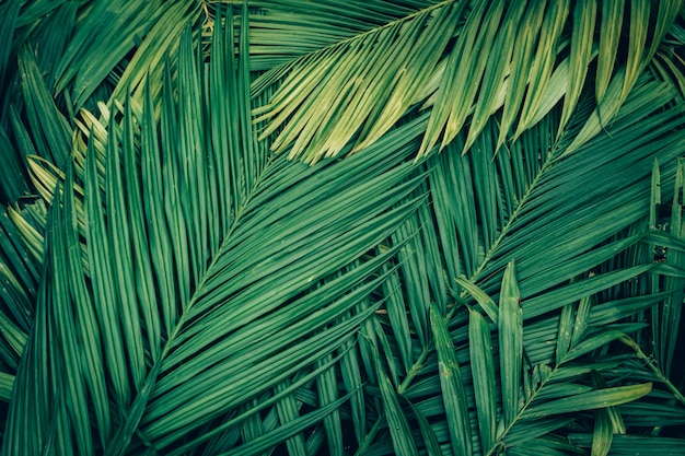 Folha de palmeira verde fresco