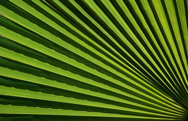 folha de palmeira verde fresco