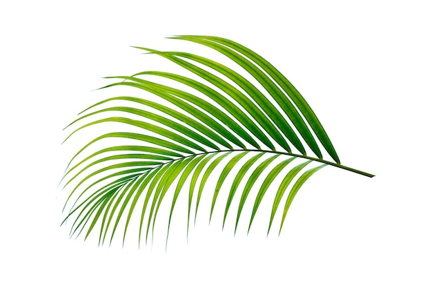 folha de palmeira verde isolada no fundo branco
