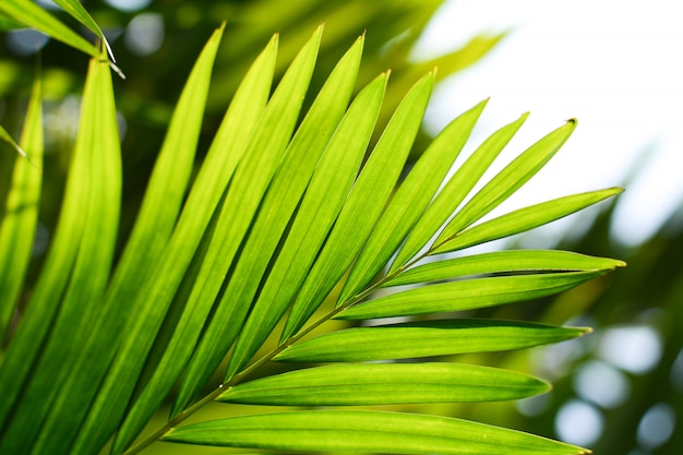 Folha de palmeira verde na natureza