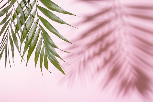 Folha de palmeira verde tropical com sombra em um fundo rosa pastel Copie o espaço