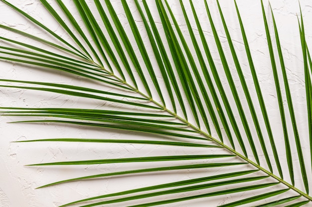 Folha de palmeira verde tropical sobre fundo branco de concreto. Vista plana, vista superior