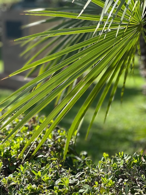 Folha de palmeira vista de perto na luz do meio-dia