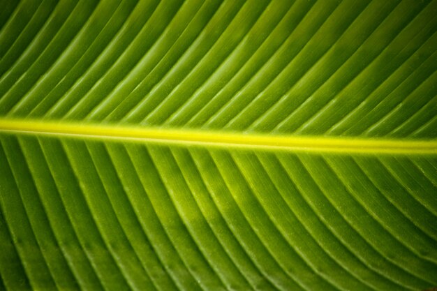 Folha de palmeira