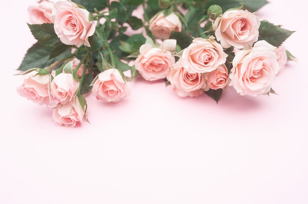 Folha de papel rosa vazia e botões de rosas cor de rosa