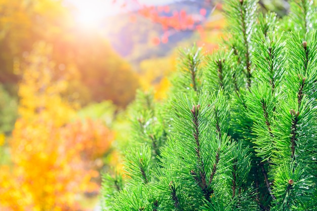 Folha de pinheiro com luz solar e floresta de outono