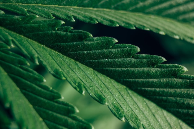 Folha de planta de maconha de cannabis de fundo